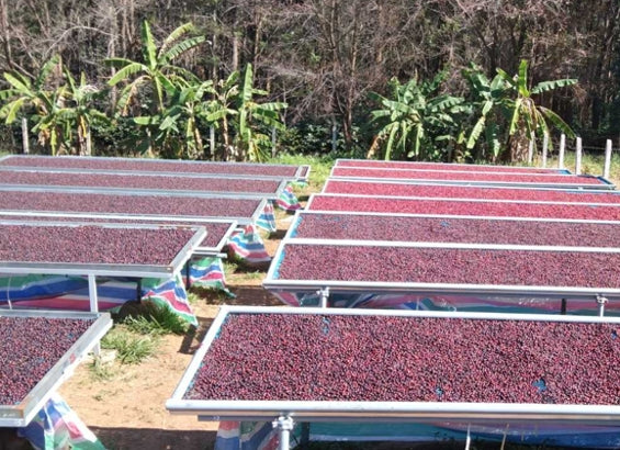 
                  
                    Café de Especialidad - Myanmar Pyin Oo Lwin
                  
                