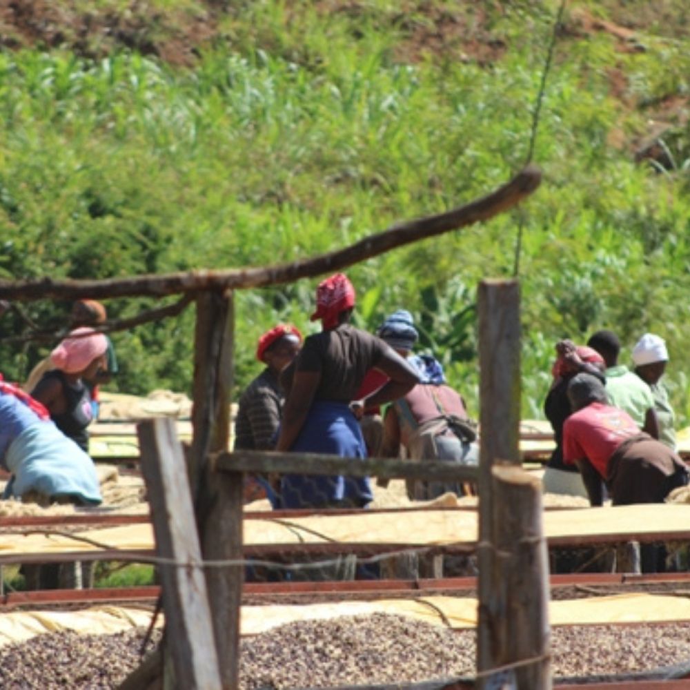 
                  
                    Café de Especialidad - Kenya Gachatha
                  
                