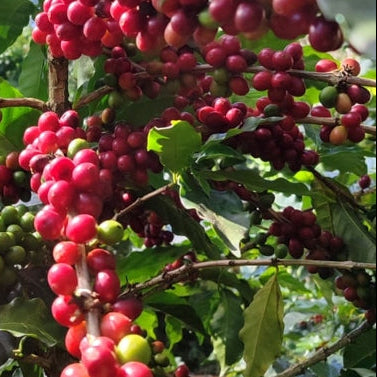 
                  
                    Café de Especialidad - Nicaragua Marilec
                  
                