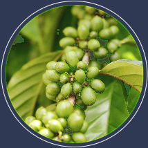 Fruto verde de nuestro café 100% arábica en México