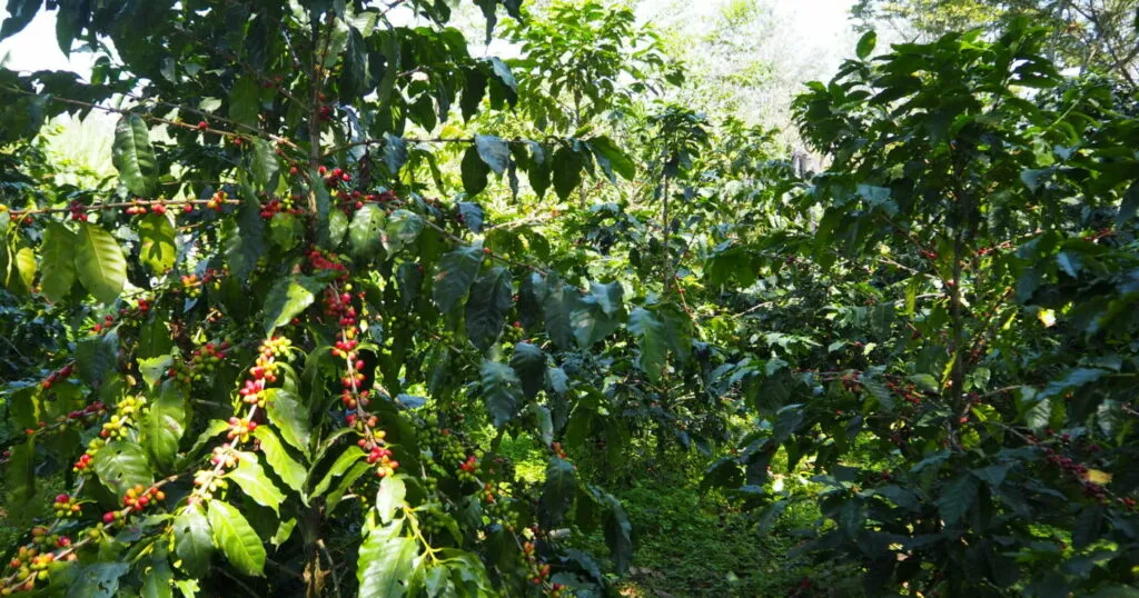 ¿Qué parte del fruto del café es el grano?