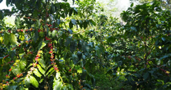 Frutos maduros café 100% arábica en su planta